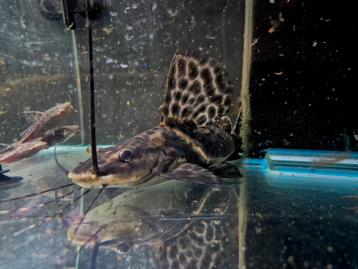 Zeilvin meerval leiarius pictus beschikbaar voor biedingen