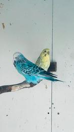 2 parkietjes Gratis, Dieren en Toebehoren, Vogels | Parkieten en Papegaaien, Meerdere dieren, Parkiet, Tam