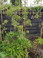 Grote engelwortel - Angelica archangelica, Ophalen of Verzenden, Voorjaar, Volle zon, Zaad