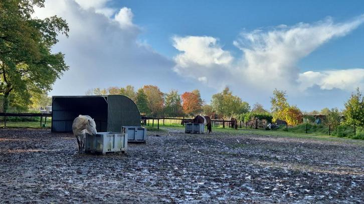 Weidegang Wageningen voor Ijslander, Dieren en Toebehoren, Stalling en Weidegang, Weidegang, 1 paard of pony