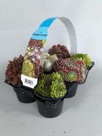 Rotsplanten, sedum, sempervivum 5+1 Gratis, Zomer, Vaste plant, Bodembedekkers, Ophalen of Verzenden