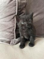 5 Britse korthaar kittens, Dieren en Toebehoren, Katten en Kittens | Raskatten | Korthaar, Meerdere dieren