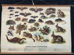 Nederlandse zoogdieren, Antiek en Kunst, Antiek | Schoolplaten, Ophalen of Verzenden, Natuur en Biologie