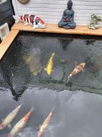 Te koop japansekoi 50 cm, Dieren en Toebehoren, Vissen | Vijvervissen, Karper of Koi
