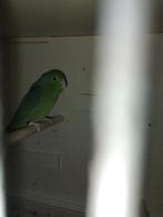 Forpus pop, Dieren en Toebehoren, Vogels | Parkieten en Papegaaien, Vrouwelijk, Parkiet