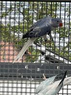 Halsbandparkiet, Geslacht onbekend, Parkiet