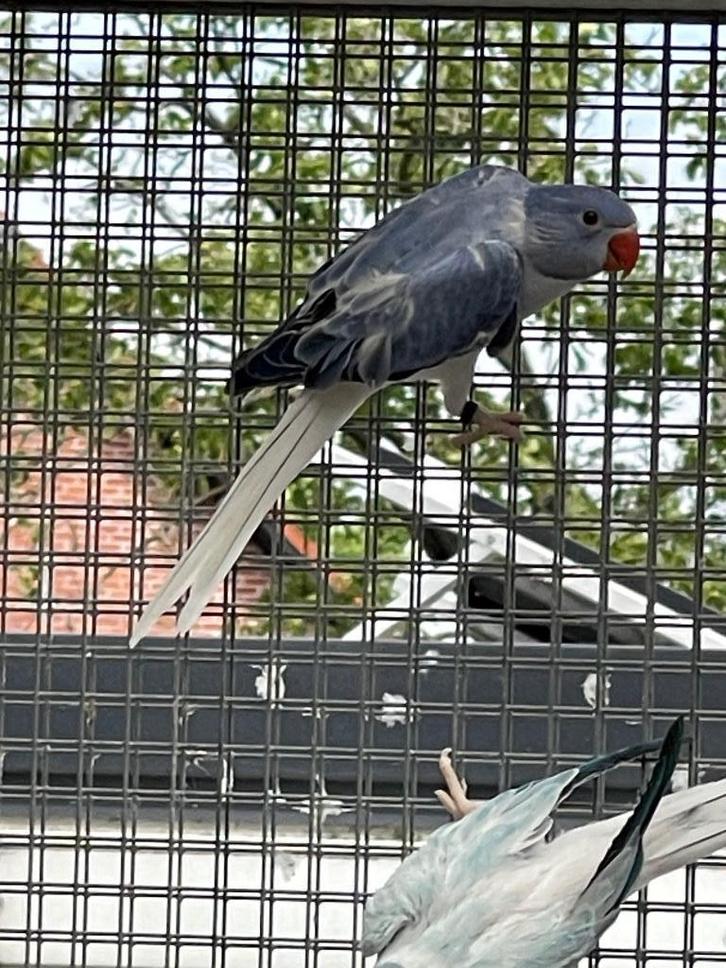 Halsbandparkiet, Dieren en Toebehoren, Vogels | Parkieten en Papegaaien, Parkiet, Geslacht onbekend
