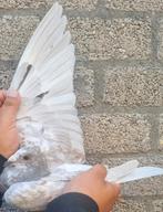 Postduif Gebroeders Janssen/Ludo Claessens., Dieren en Toebehoren, Vogels | Duiven