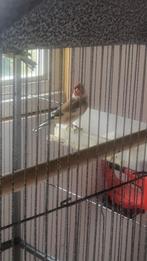 Mooie putter man, Dieren en Toebehoren, Mannelijk, Wildzangvogel, Geringd