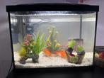 Gevuld aquarium, Dieren en Toebehoren, Ophalen, Gebruikt, Gevuld zoetwateraquarium