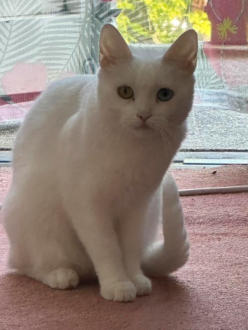 Half bengal en half perzisch, groen blouwe ogen, Dieren en Toebehoren, Katten en Kittens | Raskatten | Korthaar, Poes