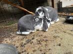 Twee lieve grijs-witte meisjeskonijnen samen te koop, Dieren en Toebehoren, Konijnen, Vrouwelijk, Middelgroot, Hangoor, 0 tot 2 jaar