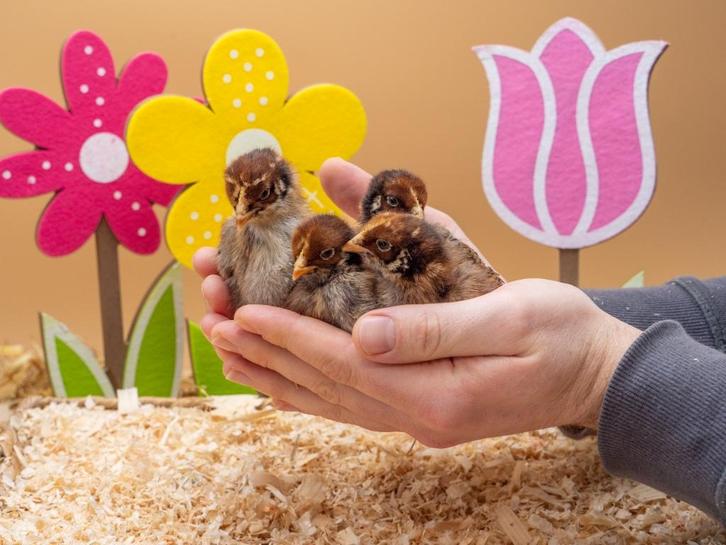 Barnevelder kuikens bruin gezoomd hennen, gesekst en ingeënt, Dieren en Toebehoren, Pluimvee, Kip, Vrouwelijk