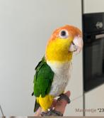 **Te Koop: Schattige Caiques  – Jouw Nieuwe Vrienden!, Meerdere dieren, Papegaai, Tam