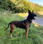 Mechelse herder ter dekking aangeboden, Dieren en Toebehoren, Honden | Herdershonden en Veedrijvers, 6 jaar of ouder, Reu, Eén hond