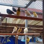 Te koop, Dieren en Toebehoren, Vogels | Overige Vogels, Mannelijk, Tropenvogel