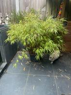 Mooi bamboe struik, Tuin en Terras, Planten | Bomen, Ophalen, Bloeit niet, Halfschaduw, Overige soorten