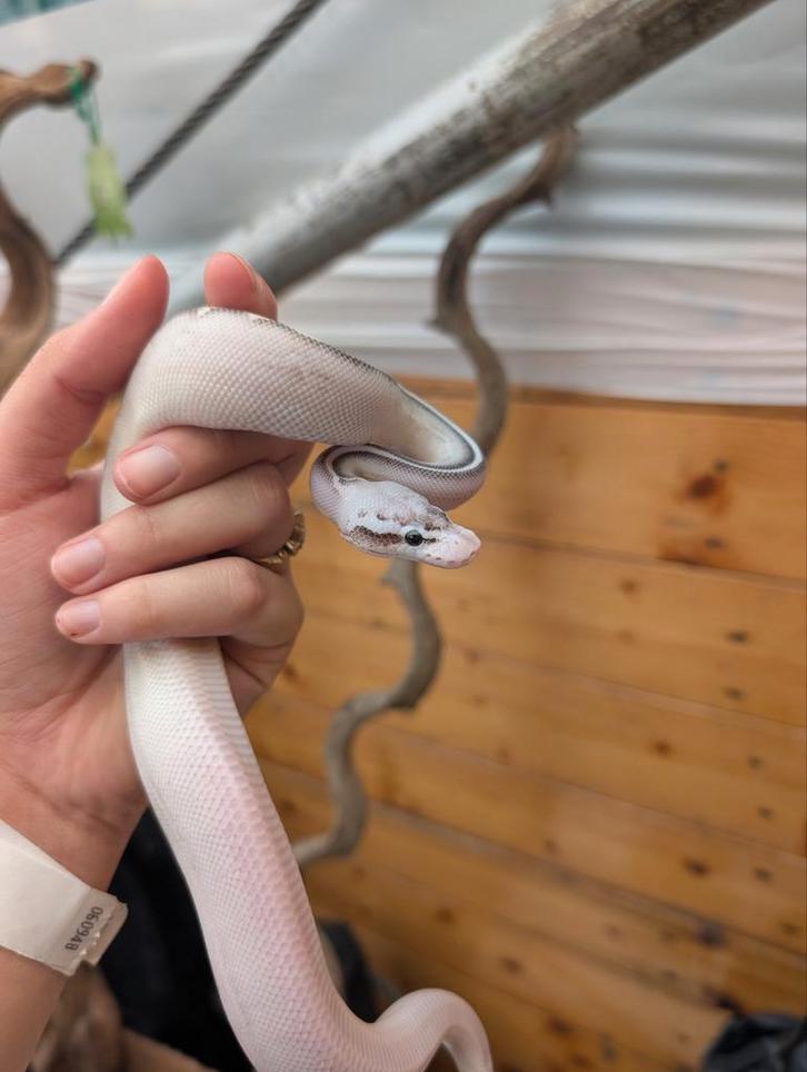 Leopard Black Pastel Ivory Konings python / Python regius, Dieren en Toebehoren, Reptielen en Amfibieën, Slang, 0 tot 2 jaar