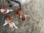 kippen, Dieren en Toebehoren, Vrouwelijk, Kip