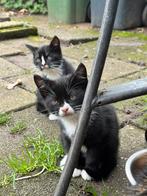 Schattige kittens zoeken een nieuwe thuis!, Dieren en Toebehoren, Katten en Kittens | Overige Katten, Meerdere dieren, Kortharig