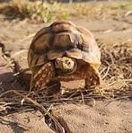 Sulcata juvenile, Dieren en Toebehoren, Reptielen en Amfibieën, 0 tot 2 jaar
