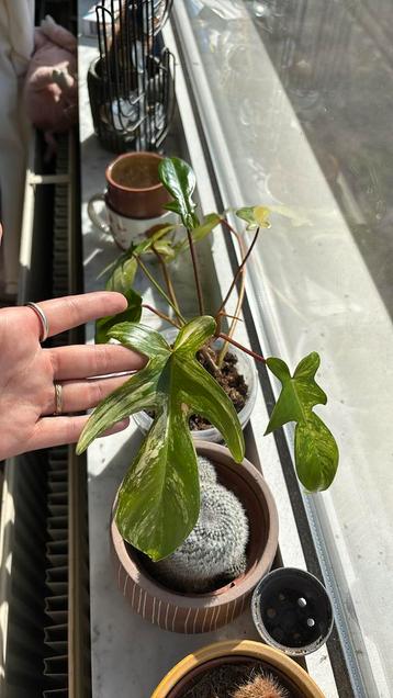 philodendron florida beauty beschikbaar voor biedingen