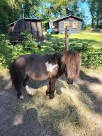 Mini shet hengstje, Dieren en Toebehoren, Pony's, 0 tot 2 jaar, Hengst, Gechipt, A pony (tot 1.17m)