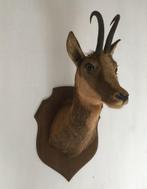 Berggeit, Alpine geit, Oostenrijkse Alpen taxidermie, Wild dier, Gewei of Kop, Gebruikt, Ophalen of Verzenden