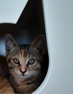 Poes cypers zoekt gouden mandje, Poes, Kortharig, 0 tot 2 jaar