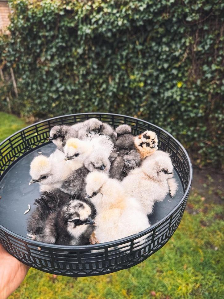 USA zijdehoen kuikens (hennetjes), Dieren en Toebehoren, Pluimvee, Kip, Vrouwelijk