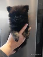 100% pomeriaan teefje  mag  nu weg geboren  op 7-10-2025, Keeshond, 8 tot 15 weken, Teef, Rabiës (hondsdolheid)
