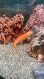 Chinese algeneter, Dieren en Toebehoren, Vis