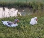 Twee leuke ganzen vrienden zoeken een nieuw thuis., Dieren en Toebehoren, Pluimvee, Meerdere dieren, Gans of Zwaan