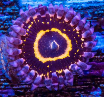 Zoanthus stratosphere  beschikbaar voor biedingen