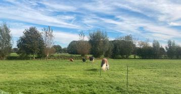 24-7 weidegang met schuilstal : fijn pony plekje beschikbaar voor biedingen