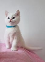 British shorthair kitten, Dieren en Toebehoren, Katten en Kittens | Raskatten | Korthaar, Poes, Ontwormd, 0 tot 2 jaar