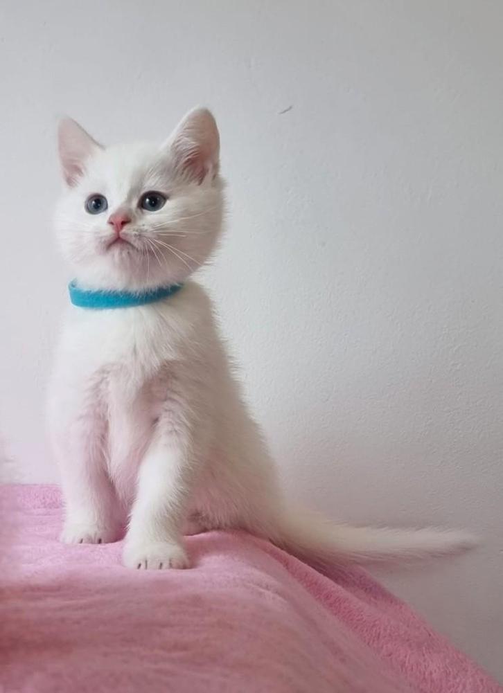 British shorthair kitten, Dieren en Toebehoren, Katten en Kittens | Raskatten | Korthaar, Poes, 0 tot 2 jaar, Ontwormd