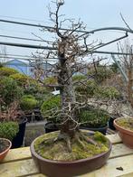 Laatste kans! 15 Bonsai in één koop voor €2250, Tuin en Terras, Planten | Bomen, Bloeit niet, Halfschaduw, Overige soorten, Minder dan 100 cm
