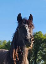 Grote Tinker Merrie 2 jaar, Dieren en Toebehoren, Paarden, Merrie, Onbeleerd, Recreatiepaard, 0 tot 2 jaar