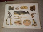 Oude schoolplaat: Dieren en hun skeletten, Ophalen, Natuur en Biologie