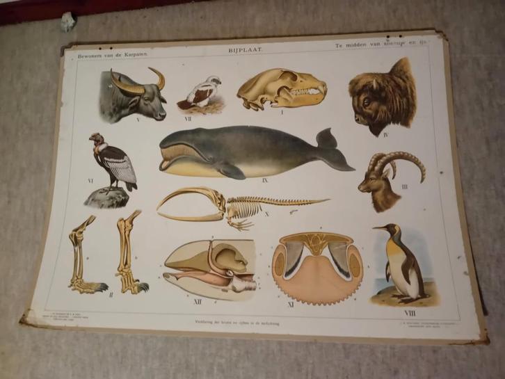 Oude schoolplaat: Dieren en hun skeletten, Antiek en Kunst, Antiek | Schoolplaten, Natuur en Biologie, Ophalen