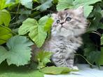 Perzische kitten (poes) te koop, Dieren en Toebehoren, Poes, Gechipt, 0 tot 2 jaar
