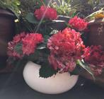 Leuke grote bol bloempot dikke terracotta 22,5cm handwerk, Tuin en Terras, Bloempotten, Rond, Binnen, Ophalen of Verzenden, Zo goed als nieuw