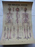 Peter Bachin The Skeletal system Anatomical Chart skelet, Antiek en Kunst, Antiek | Schoolplaten, Natuur en Biologie, Ophalen of Verzenden
