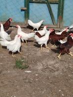 Leghornkrielen in bruin en wit, Dieren en Toebehoren, Pluimvee, Kip