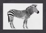 Kaart Zebra Wilde Dieren Afrika Zwart Wit., Verzamelen, Ansichtkaarten | Dieren, Ophalen of Verzenden, 1960 tot 1980, Ongelopen