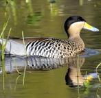 Versicolortaling/siereend, Dieren en Toebehoren, Pluimvee, Meerdere dieren, Eend