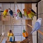 Agapornis Fischeri Dilutes en split dilutes, Meerdere dieren, Dwergpapegaai of Agapornis, Geringd