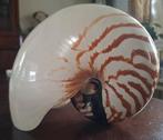 Grote Nautilus XXXL - zee schelp, Verzamelen, Ophalen of Verzenden, Schelp(en)