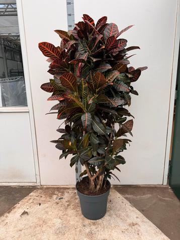Croton Petra - Prachtige volle plant! beschikbaar voor biedingen